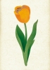 Karnet magic - Pomarańczowy Tulipan